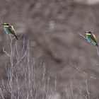 Bienenfresser-Paar (Merops apiaster)