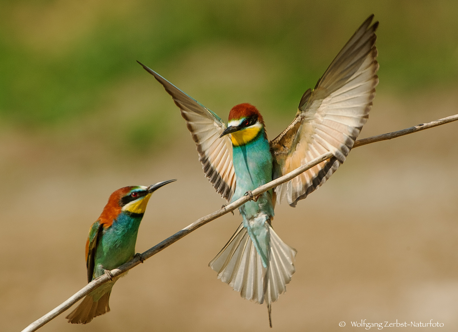  - BIENENFRESSER. PAAR - ( Merops apiaster )