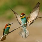  - BIENENFRESSER. PAAR - ( Merops apiaster )