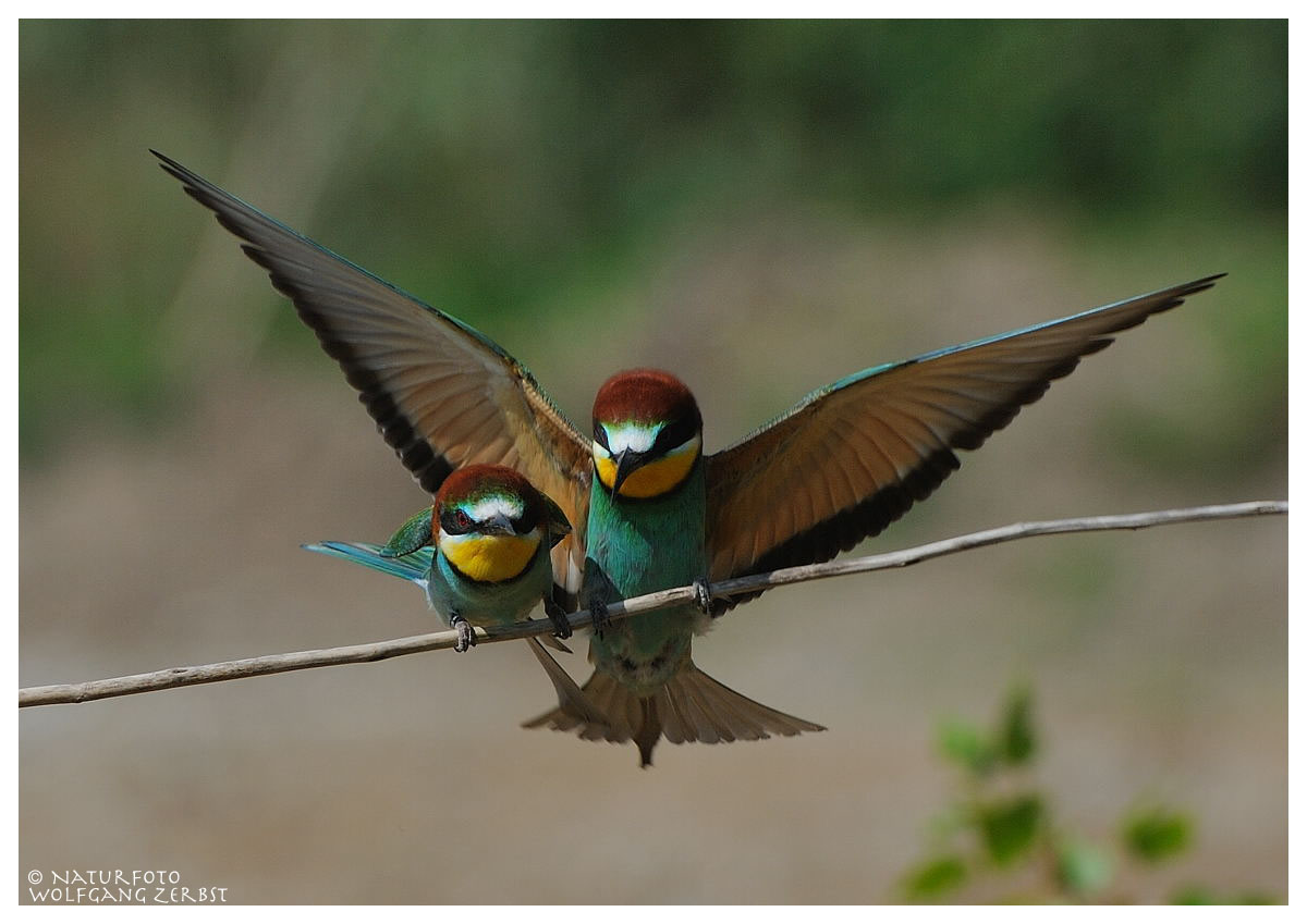 ---- Bienenfresser Paar ----- ( Merops apiaster )