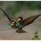 ---- Bienenfresser Paar ----- ( Merops apiaster )