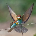 -- Bienenfresser - Paar -- ( Merops apiaster )