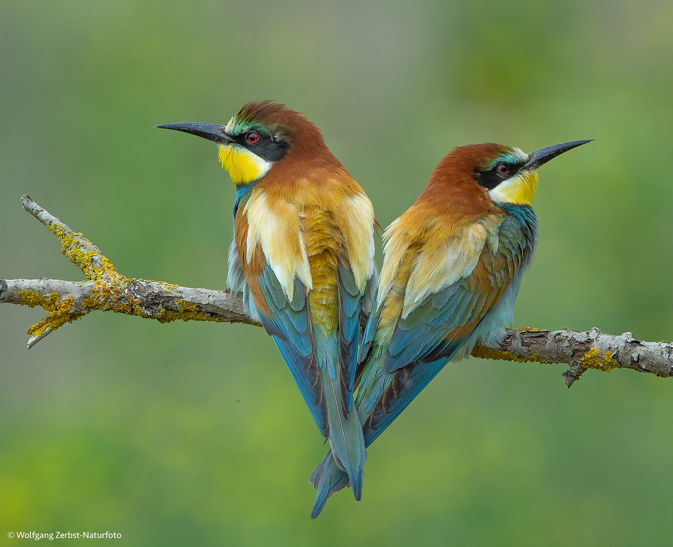 -- Bienenfresser Paar--  ( Merops apiaster )