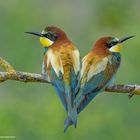 -- Bienenfresser Paar--  ( Merops apiaster )