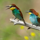 --- Bienenfresser Paar ---     (Merops apiaster )