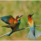 --- Bienenfresser-Paar --- ( Merops apiaster )