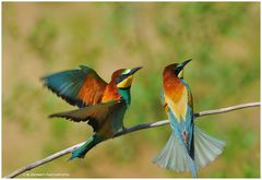 --- Bienenfresser-Paar --- ( Merops apiaster )