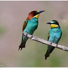 --- Bienenfresser-Paar --- ( Merops apiaster )