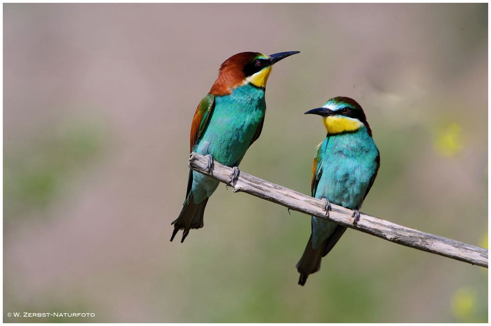 --- Bienenfresser-Paar --- ( Merops apiaster )