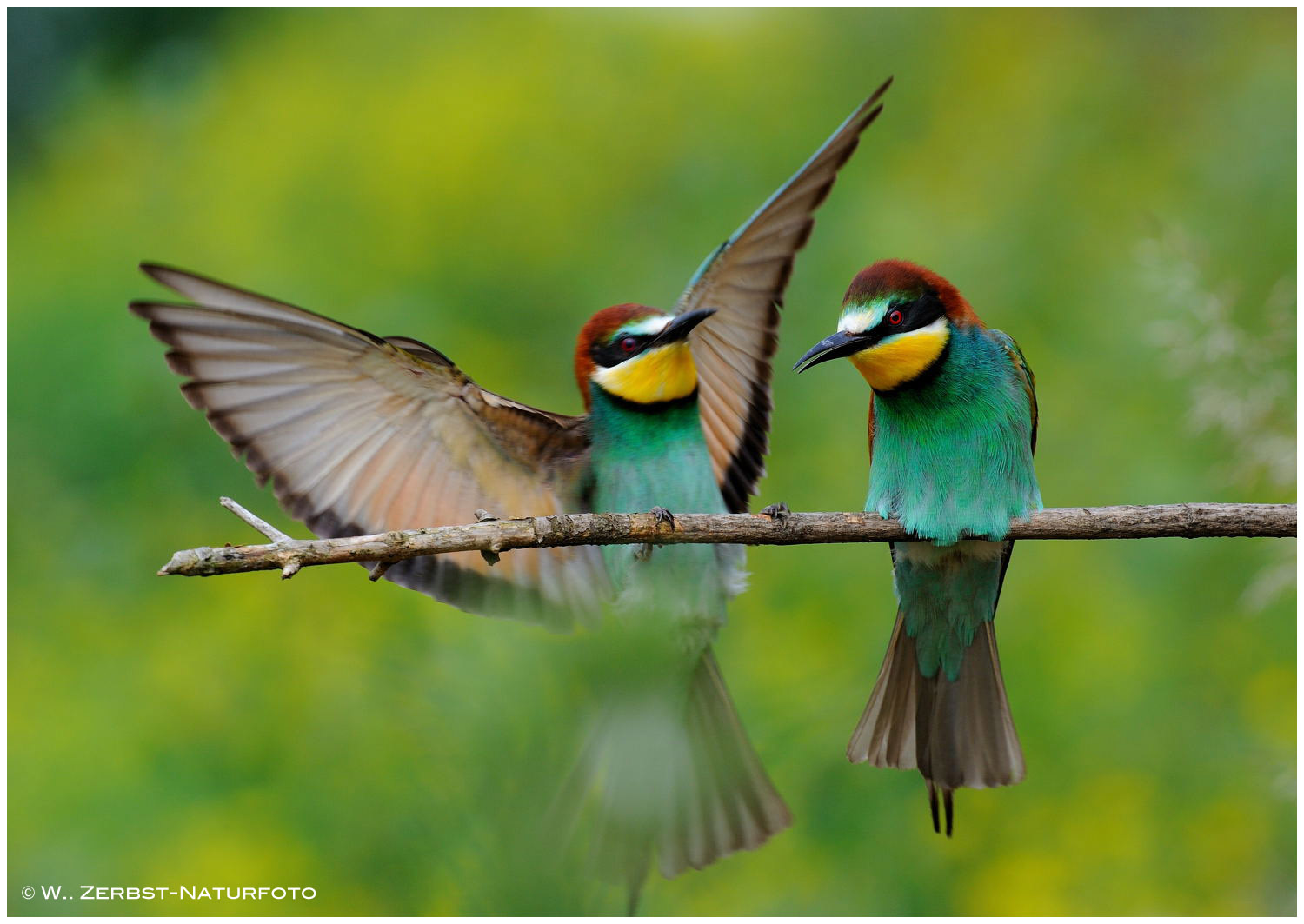 --- Bienenfresser-Paar ---  ( Merops apiaster )