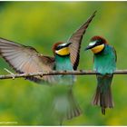--- Bienenfresser-Paar ---  ( Merops apiaster )