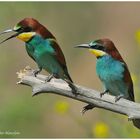 --- Bienenfresser - Paar --- ( Merops apiaster )