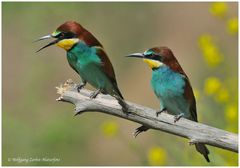 --- Bienenfresser - Paar --- ( Merops apiaster )