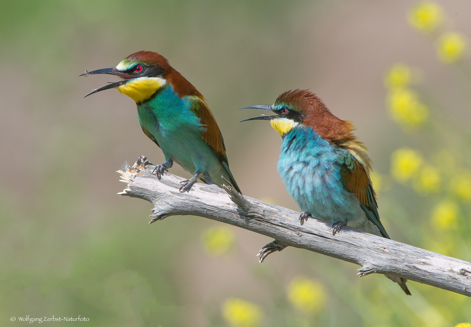  -BIENENFRESSER. PAAR - ( Merops apiaster )