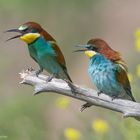  -BIENENFRESSER. PAAR - ( Merops apiaster )