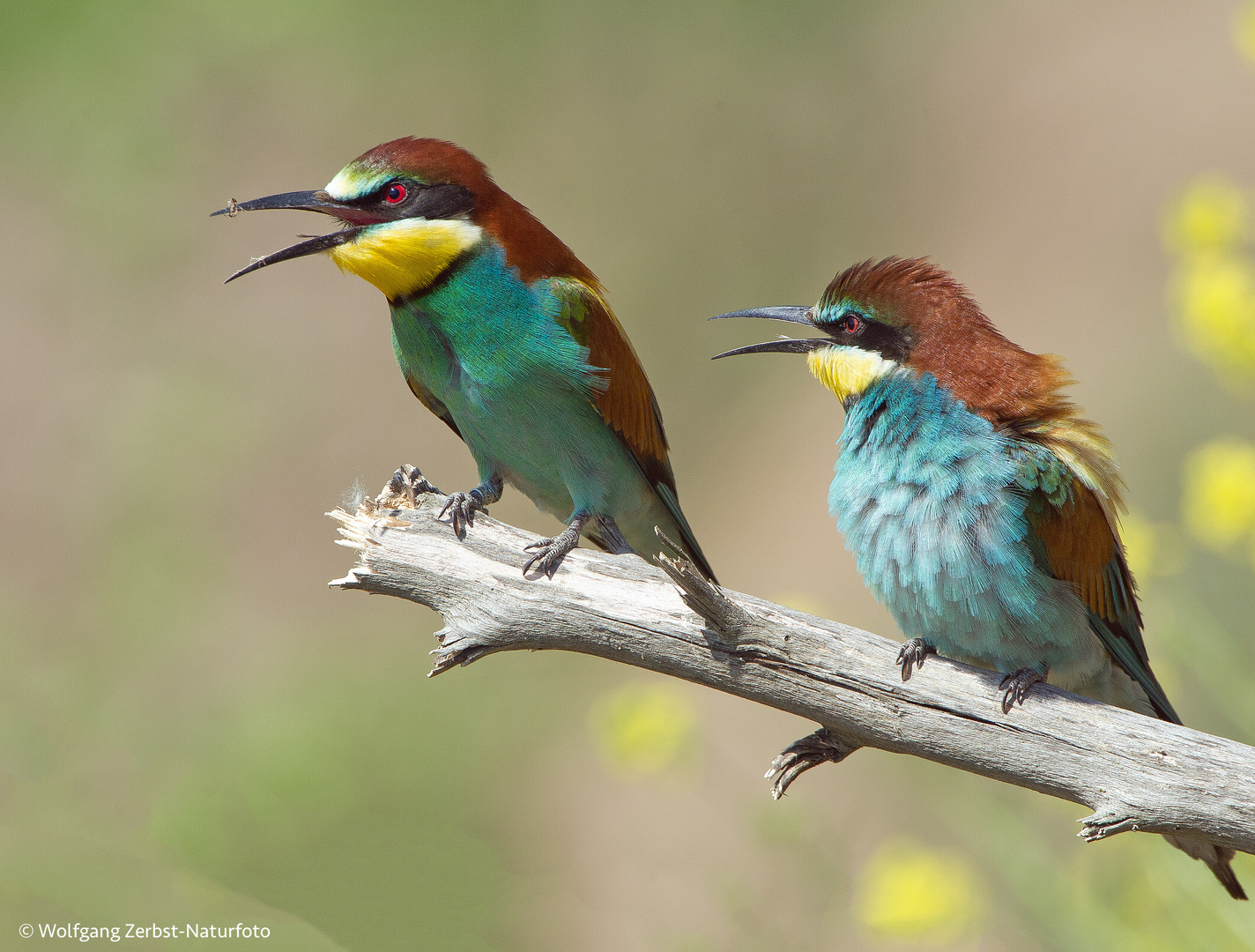 --- Bienenfresser-Paar ---  ( Merops apiaster )