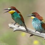 --- Bienenfresser-Paar ---  ( Merops apiaster )