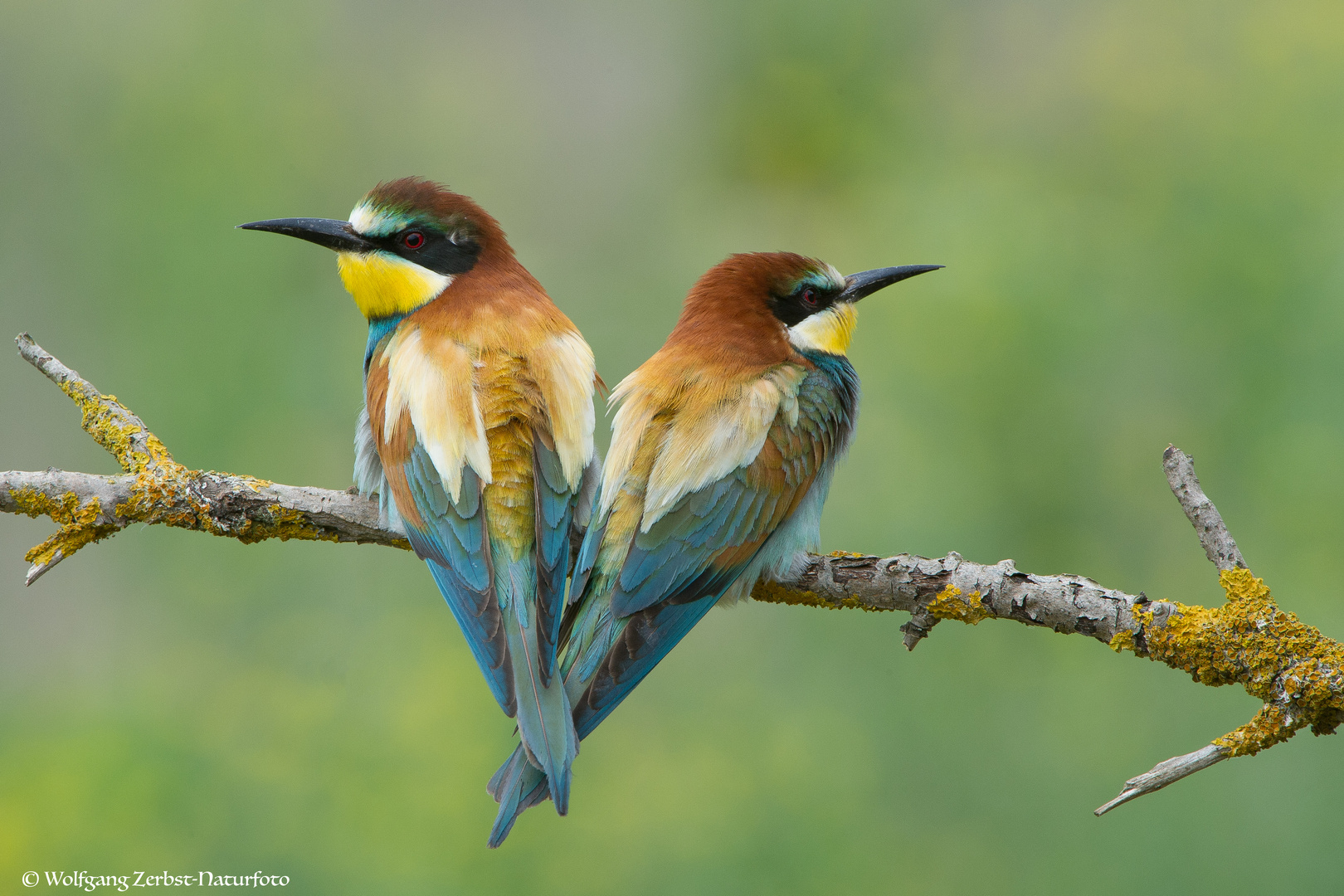 --- Bienenfresser Paar ---  ( Merops apiaster )