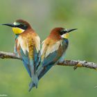 --- Bienenfresser Paar ---  ( Merops apiaster )