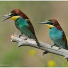 -- Bienenfresser - Paar --- ( Merops apiaster )