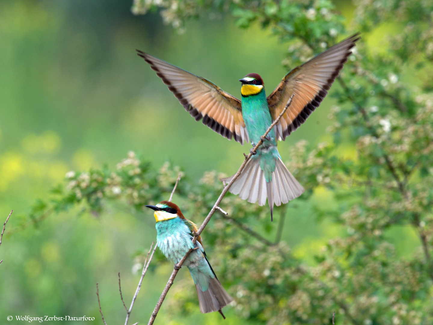 --- Bienenfresser Paar ---    ( Merops apiaster )