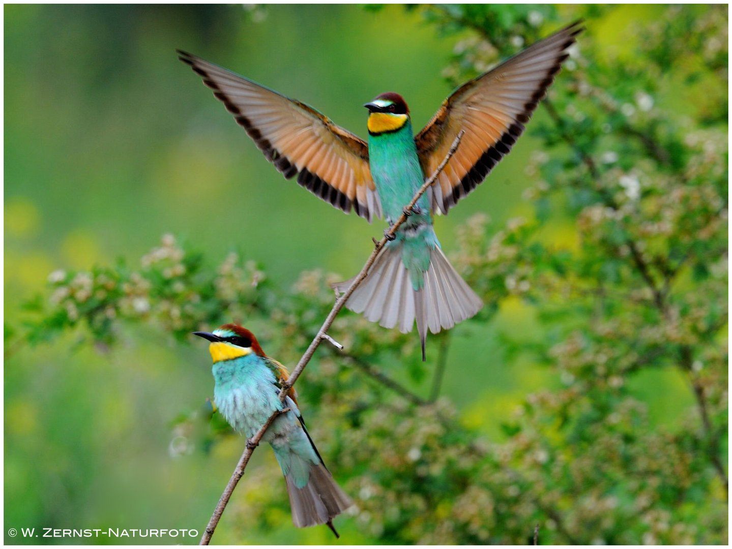 --- Bienenfresser-Paar ---  ( Merops apiaster )