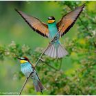 --- Bienenfresser-Paar ---  ( Merops apiaster )