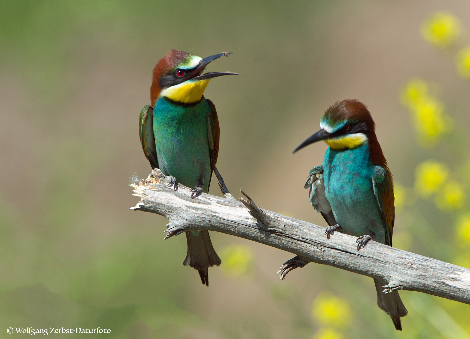 --- Bienenfresser Paar ---         ( Merops apiaster )