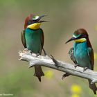 --- Bienenfresser Paar ---         ( Merops apiaster )