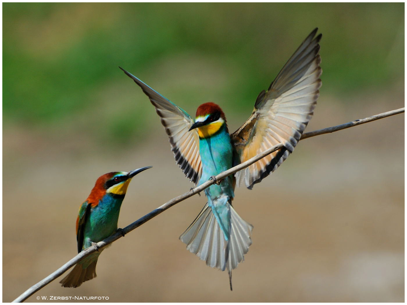 --- Bienenfresser - Paar --- ( Merops apiaster )