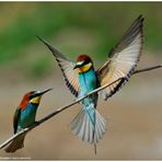 --- Bienenfresser - Paar --- ( Merops apiaster )