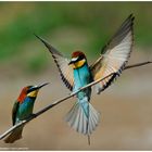 --- Bienenfresser - Paar --- ( Merops apiaster )