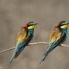 --- Bienenfresser Paar --- ( Merops apiaster )