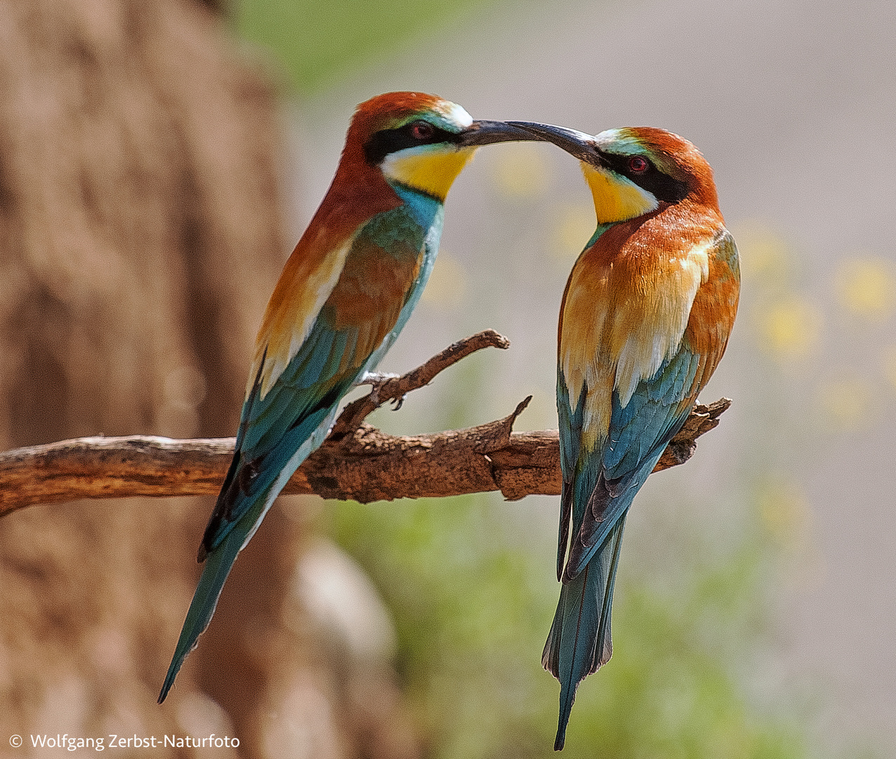 -- Bienenfresser Paar -- ( Merops apiaster )