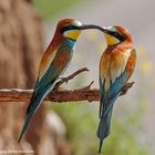 -- Bienenfresser Paar -- ( Merops apiaster )