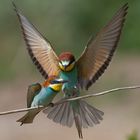 --- Bienenfresser Paar --- ( Merops apiaster )