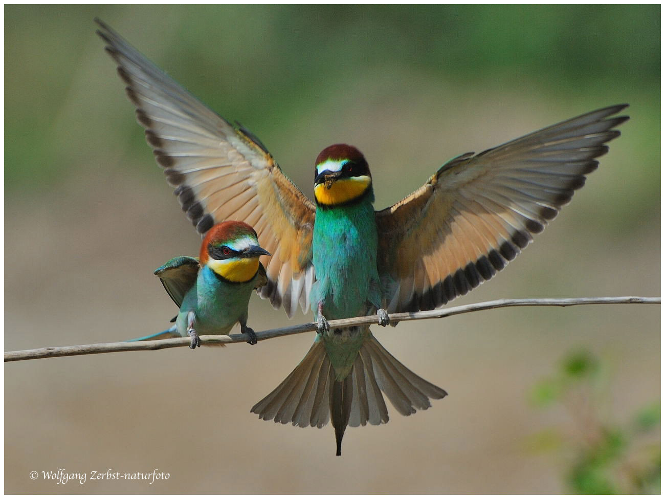 --- Bienenfresser-Paar mit kleinem Brautgeschenk---- (Merops apiaster )