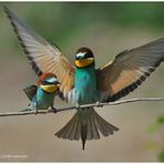 --- Bienenfresser-Paar mit kleinem Brautgeschenk---- (Merops apiaster )