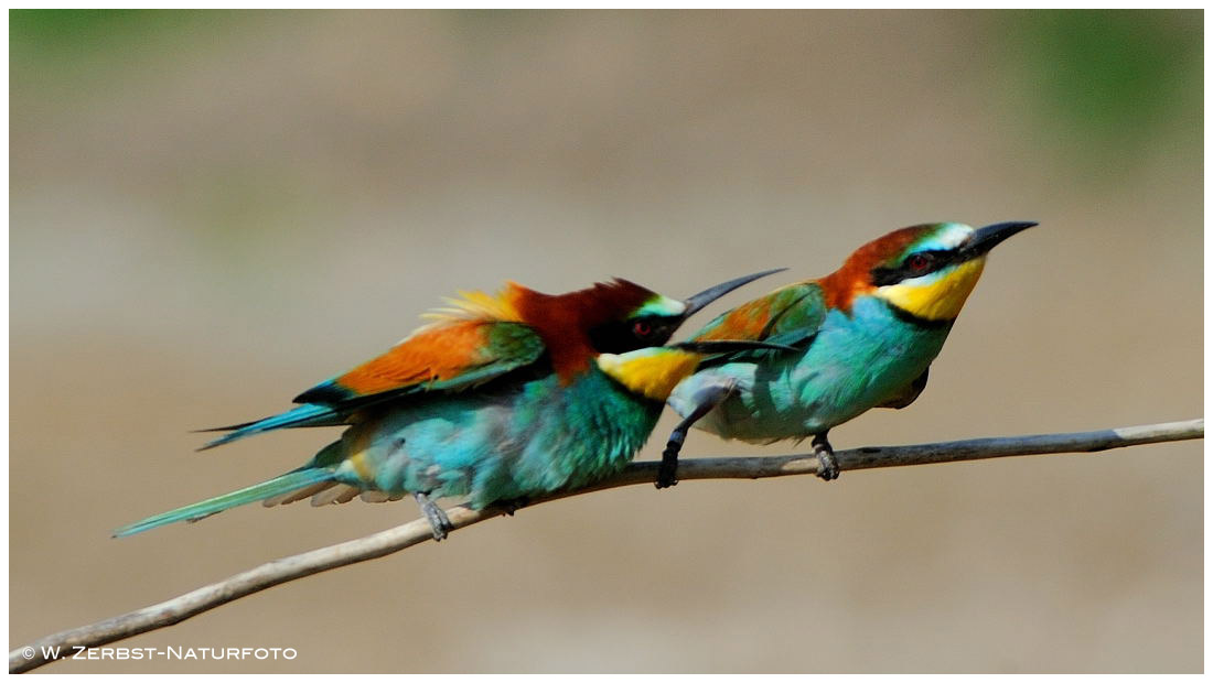 --- Bienenfresser-Paar, Streit ?  ( Merops apiaster )