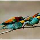 --- Bienenfresser-Paar, Streit ?  ( Merops apiaster )