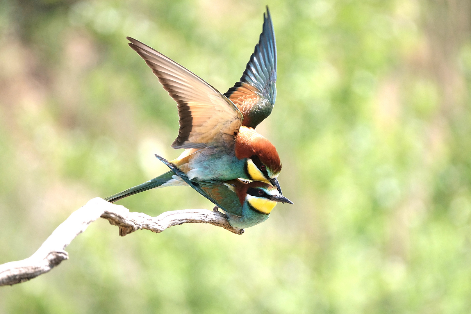 Bienenfresser Paarung