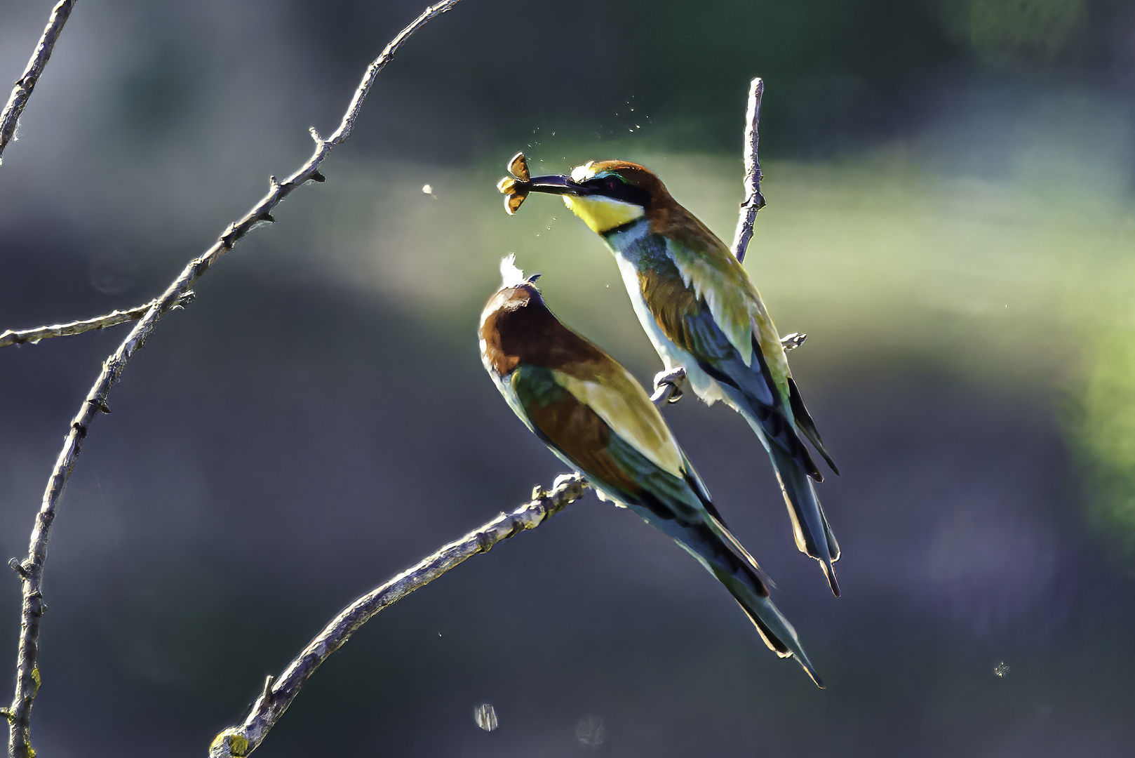 Bienenfresser-Pärchen im Abendlicht