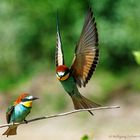 - BIENENFRESSER PARR - ( Merops apiaster )