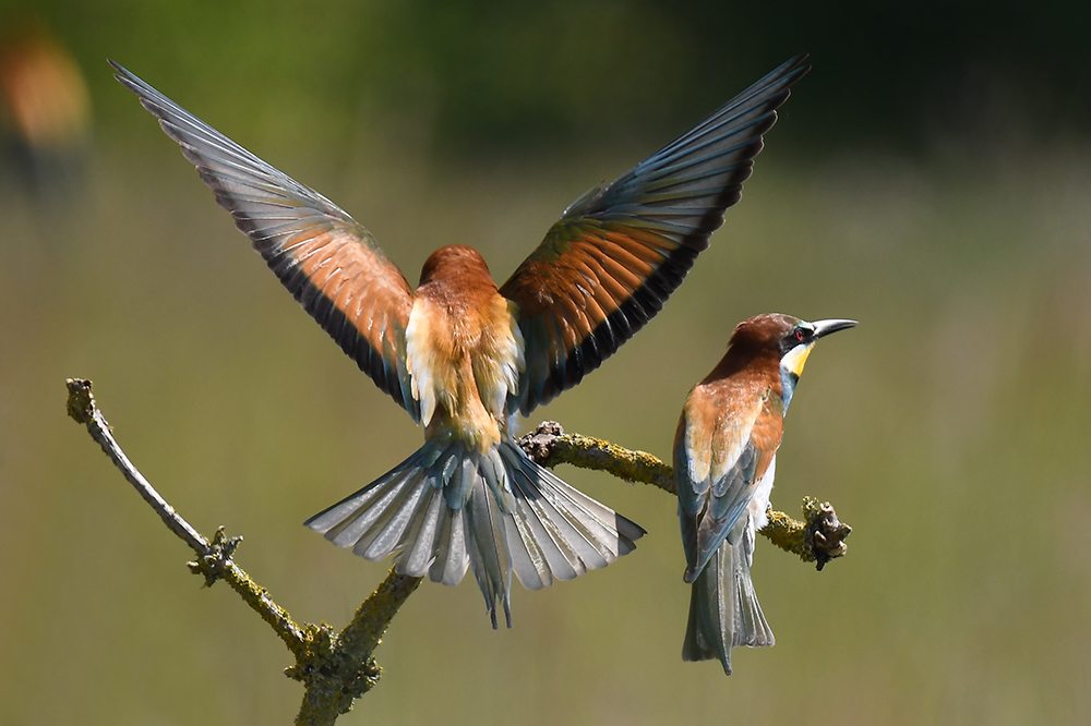 Bienenfresser Partner Landung