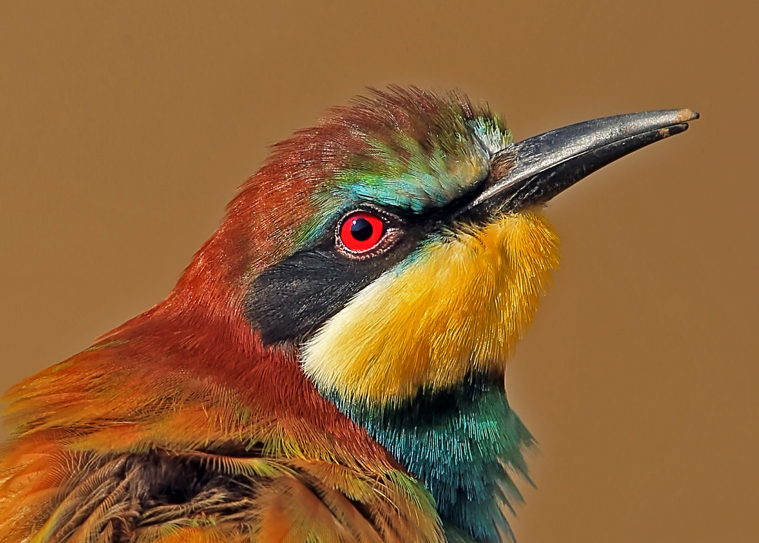 Bienenfresser Portrait