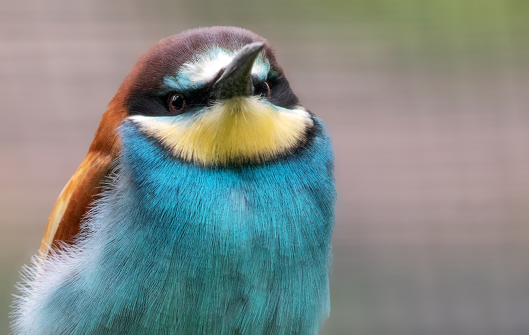 Bienenfresser-Portrait