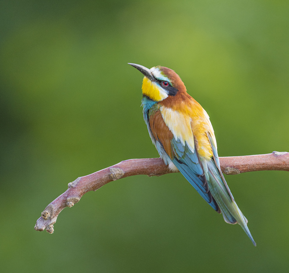 Bienenfresser Portrait