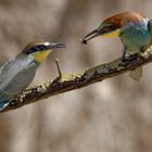 Bienenfresser (r) bei der Fütterung des Nachwuchses (l) ... 