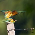 Bienenfresser sorgen für Nachwuchs