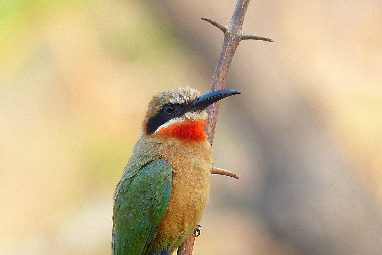 Bienenfresser - Süd Luangwa